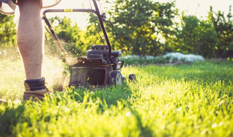 Lawn Care Tips For Beginners: Achieve a Lush and Healthy Lawn
