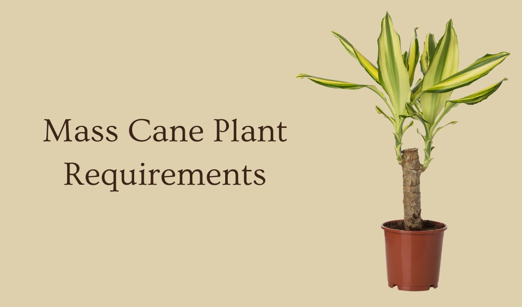 mass cane plant requirements