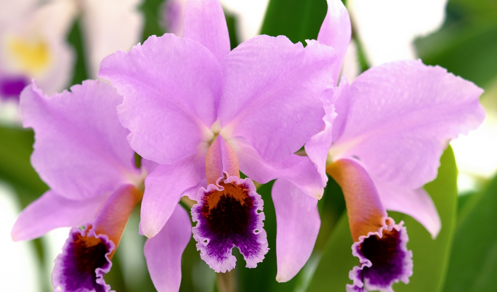 cattleya orchids