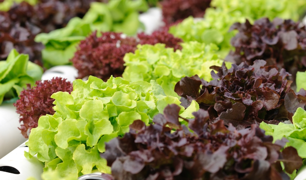 lettuce varieties in hydroponic garden