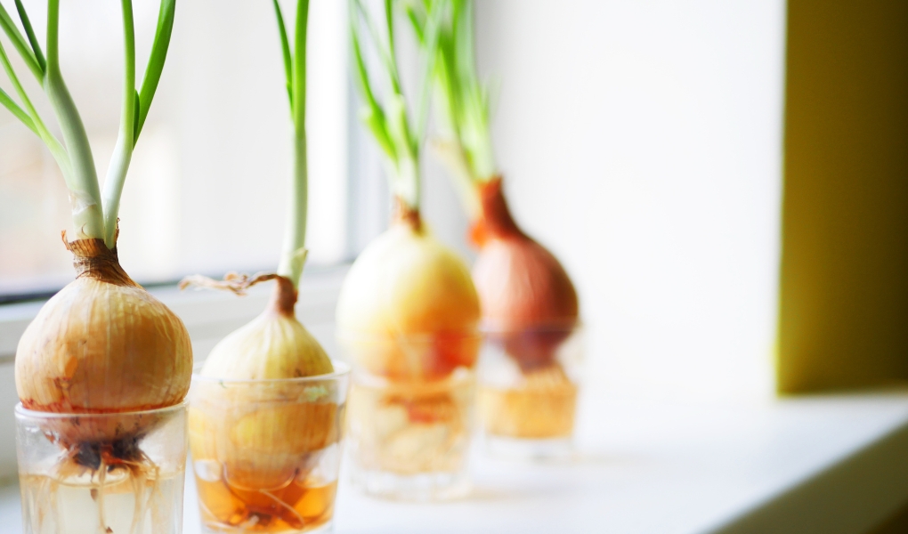 onion in home hydroponic setup
