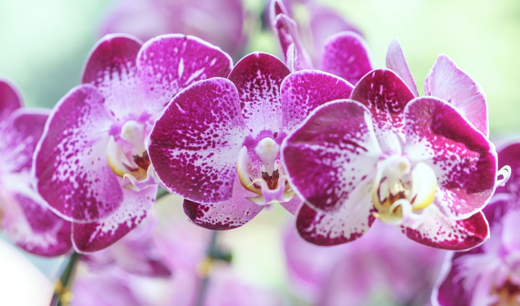 phalaenopsis teacup orchids
