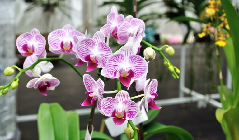 teacup orchids